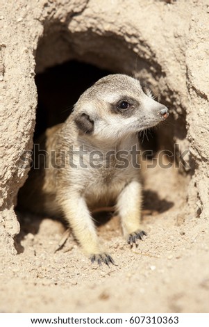 MeerKat Standing Alert by Cave ( Suricata suricatta )
 
