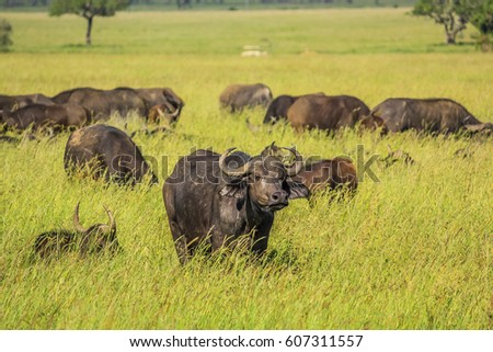 Herd of African or Cape buffalo pictured in green grassland of the Serengeti National Park, Tanzania, Africa. Bid five.