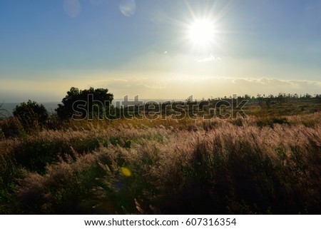 sun shining over the tall grass field in Volcano National Park at sunset, Big Island of Hawaii, USA