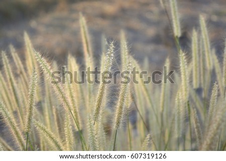 Beautiful grass flowers in blur background.
