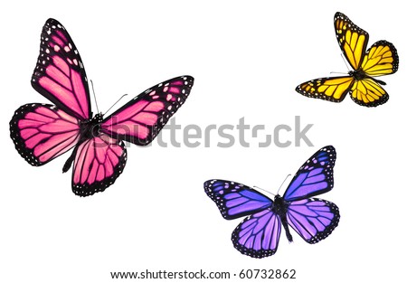 Monarch Butterflies Isolated on White Flying towards center of frame
