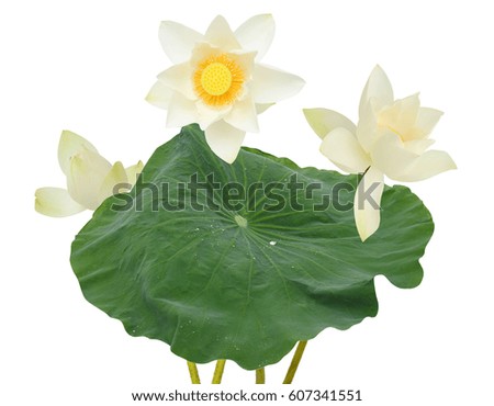 Beautiful white lotus flowers isolated on white background