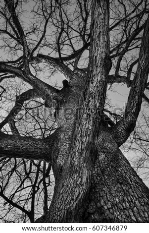 Old oak Tree