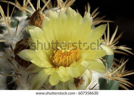 Yellow flower cactus.(Coryphantha bumamma)