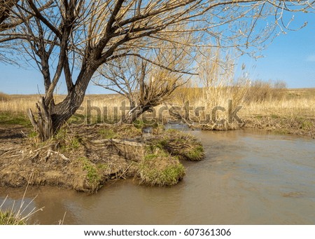spring creek, on the shore of growing willow, Tien Shan foothills