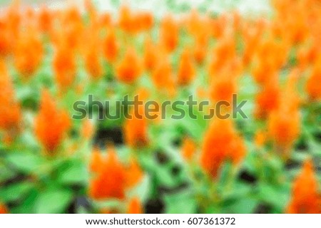 Blur of orange snapdragon flowers field background.