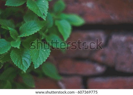 leaf is climber . This is Climbing plants,Green leaves on the wall,Green tree grows on the wall.It's natural.Use as background image.