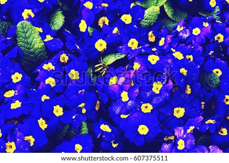 Colorful background from flower pansy.Background from flower
