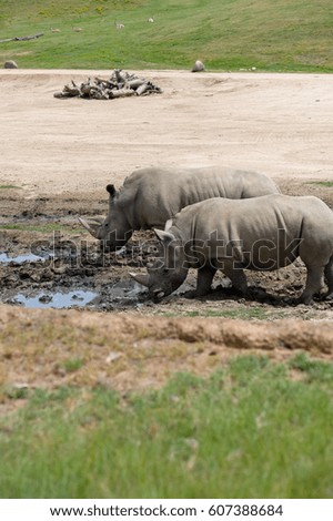 Couple Rhino.