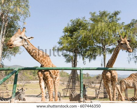 Giraffes and zebras in the public zoo