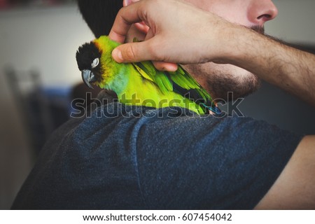 young man cuddle his pet parrot on shoulder  closeup indoor at home
 Royalty-Free Stock Photo #607454042