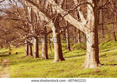 alley of trees in the forest  with green grass around, note shallow depth of field