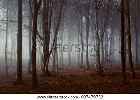 Spooky light in foggy forest Royalty-Free Stock Photo #607470752