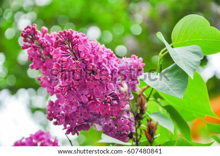 Beautiful lilac flower with green leaves on a tree. Syringa vulgaris, purple and violet spring flower in nature