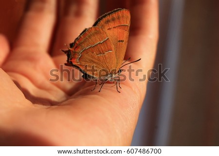 beautiful little orange color butterfly sit on open human hand trust and magic 