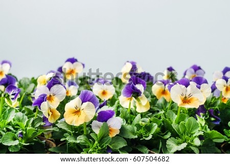 Pansy flowers, copy space
