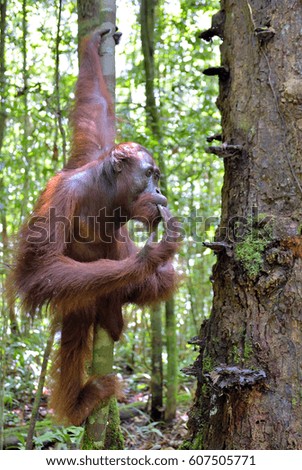Bornean orangutan in the wild nature. Central Bornean orangutan ( Pongo pygmaeus wurmbii ) in natural habitat. Tropical Rainforest of Borneo Island. Indonesia

