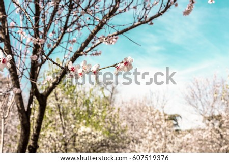 Almond trees in bloom in the Retiro park in Madrid, Spain. Selective focus on the closest branch, and a place for text
