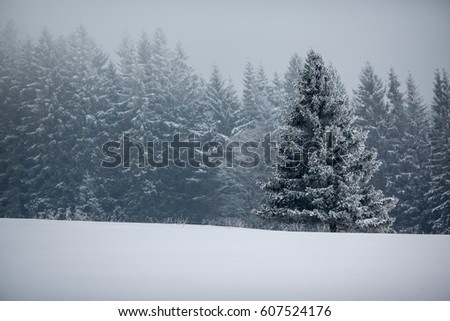 Winter forest - trees covered with snow