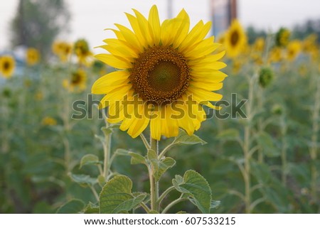 rural sunflower in evening, someplace have forest fire smoke problem