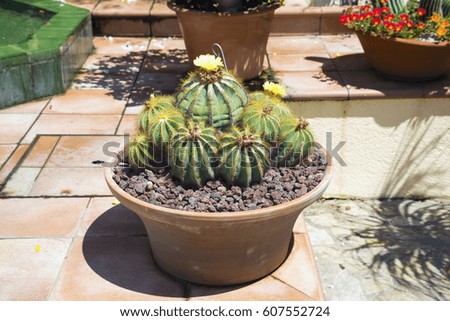The blossoming Parodia magnifica cactus in a pot. Horizontal image