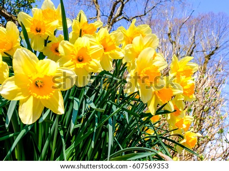 group of Daffodils - Narcissus