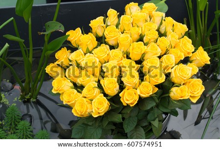 Many yellow roses.