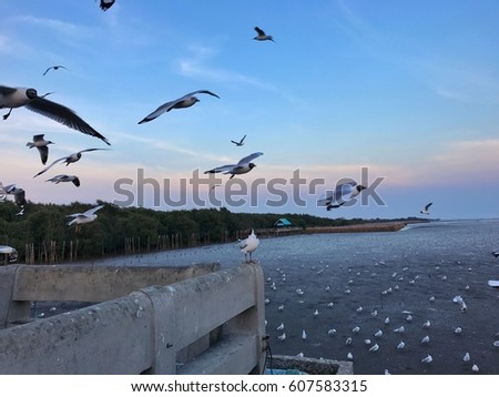 Seagulls on the shore (migratory birds from the country in the winter To find food in Thailand and warm up)