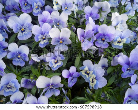 Bunch of violet Pansy, Viola flowers blooming in spring of The Netherlands 