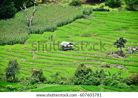 Terrace rice fields at Bann Bong Piang in Mae chaem, Chaing Mai, Thailand