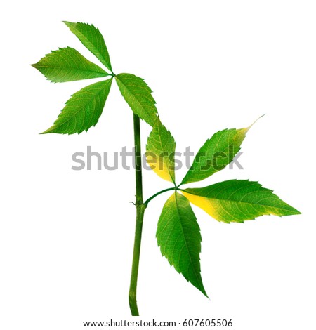 Branch of grapes leaves (Parthenocissus quinquefolia foliage). Isolated on white background. Selective focus.