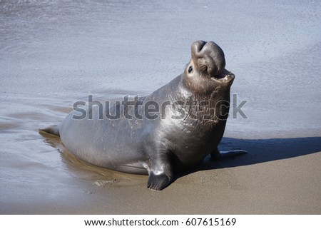 An Elephant Seal on the beach Royalty-Free Stock Photo #607615169