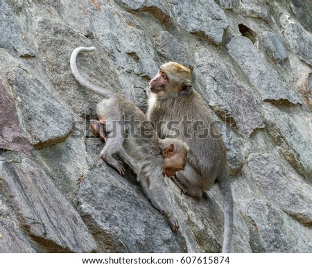 The monkey is waiting for tourists on the wall of an ancient Hindu temple - Bali, Indonesia