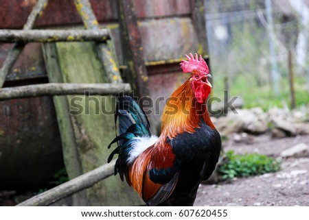 colorful rooster in Lithuanian village