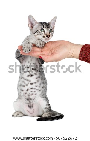 Cute Egyptian Mau kitten isolated on white background
