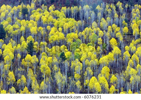 Aspen trees in full autumn color