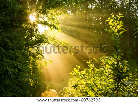 Sunbeams pour through trees in misty forest Royalty-Free Stock Photo #60762793