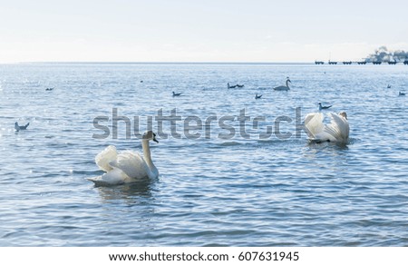 Swans on wintering in the Crimea. Swans in the Black Sea
