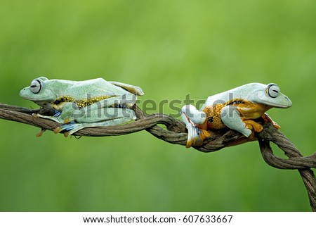 Tree frog on branch, Gliding frog (Rhacophorus reinwardtii) sitting on branch, Javan tree frog on green leaf, Indonesian tree frog, 
