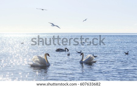 Swans on wintering in the Crimea. Swans in the Black Sea
