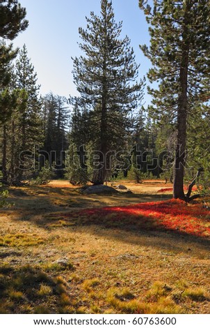 Bright red moss in mountains of national park Yosemite. Clear solar autumn morning