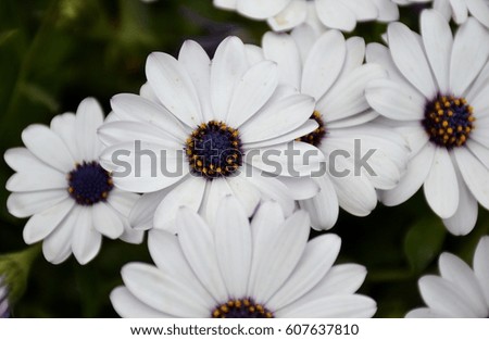 Details of purple daisies with green leaves 