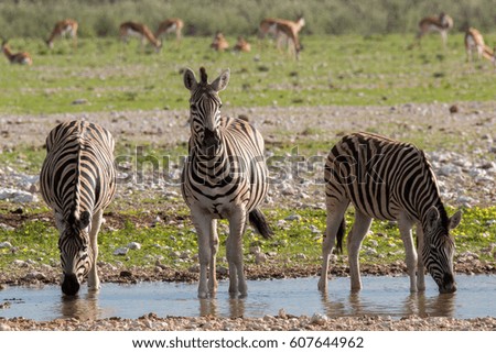 zebra mammal savannah etosha national park namibia country africa