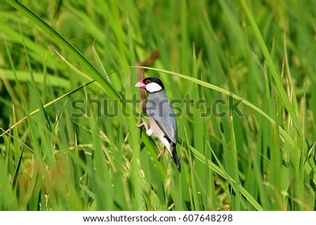 Java Sparrows (Padda oryzivora), Local Resident in  Java. This Picture take form Thailand
