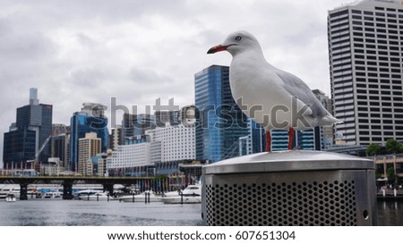 The white city bird standing on a wall near by Darling harbor Sydney city