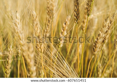 Sunny wheat field. Macro photo of ears of wheat. Rural landscape of a wheat field