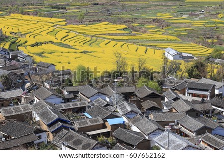 Aerial view of rapeseed flowers around ShiGu village near Lijiang . ShiGu is in Yunnan, China, and was part of the South Silk Road or ChaMa GuDao
