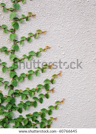 Green leaves on wall