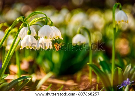 bee gathering pollen from first flowers in springtime. spring snowflake also called Leucojum on a blurred background of forest meadow in mountains. snowbell closeup. Royalty-Free Stock Photo #607668257
