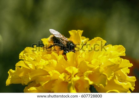Orange, yellow field flower with a bee